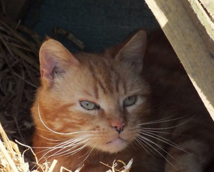 French Hens: Gimpy keeps guard