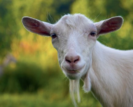 Do you have Endoparasites living inside your goats?