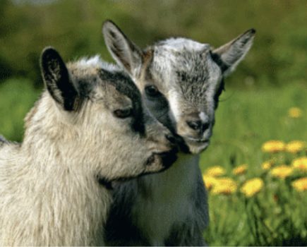 Ask the expert: what should I feed pygmy goats?
