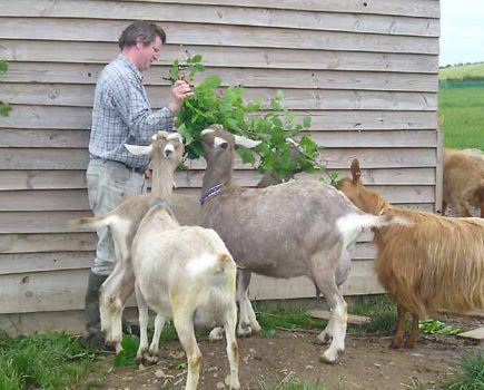 Planting food for goats