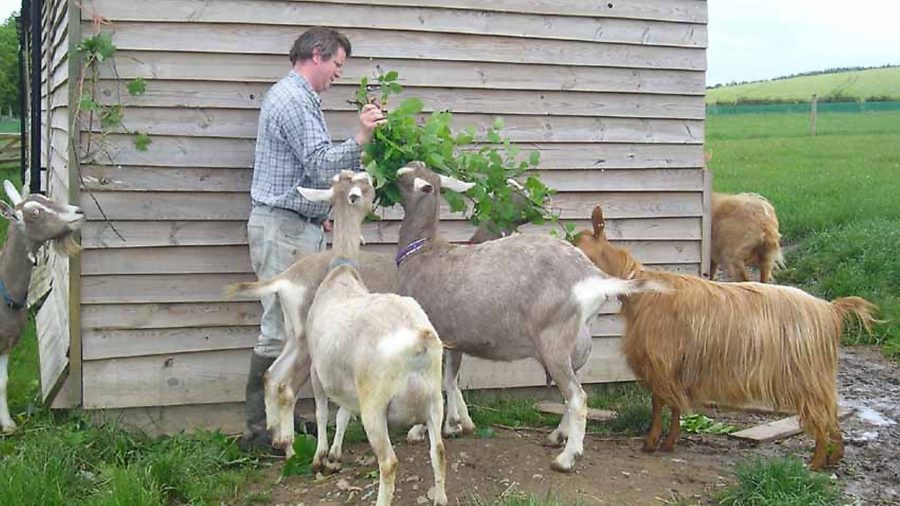 Planting food for goats