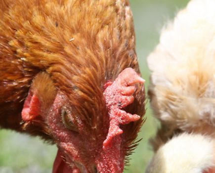 Why grass is good for chickens