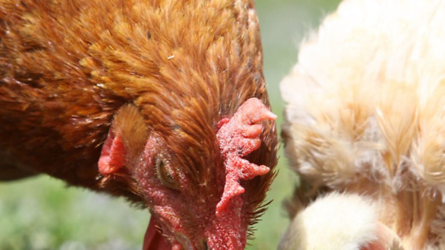 Why grass is good for chickens