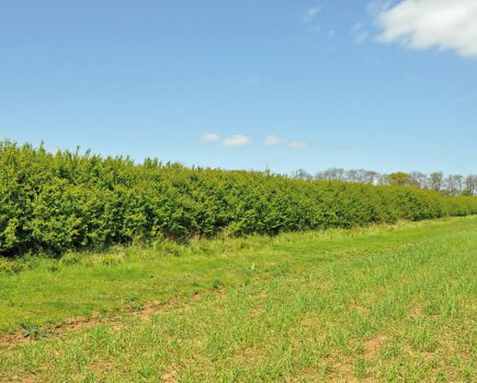 Proposed Hedgerow Carbon Code receives £81k funding