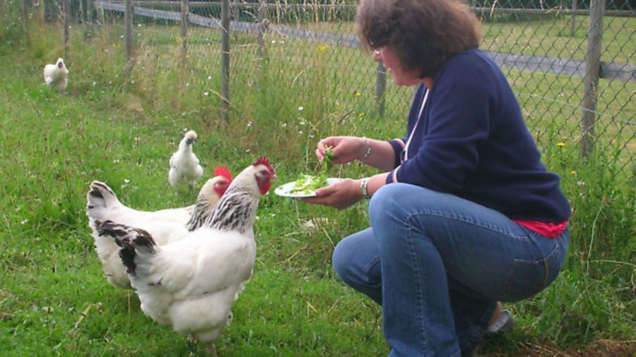 Helen and her hens
