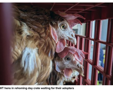 Adopting ex-commercial hens from the BHWT: what you need to know