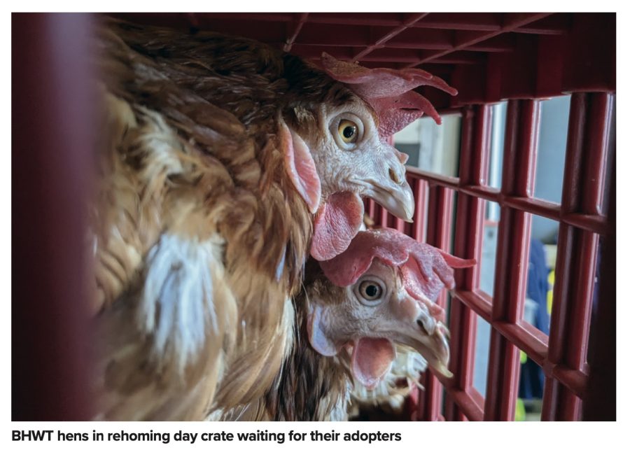 Adopting ex-commercial hens from the BHWT: what you need to know