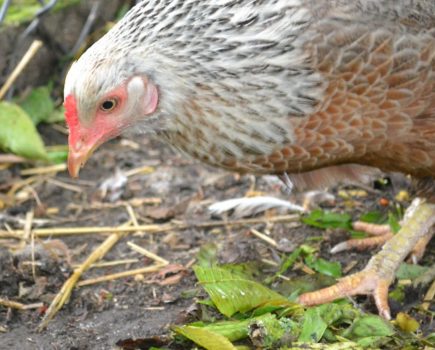 Ask our experts: Hens tackling garden pests