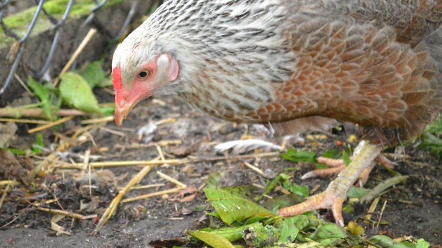 Ask our experts: Hens tackling garden pests