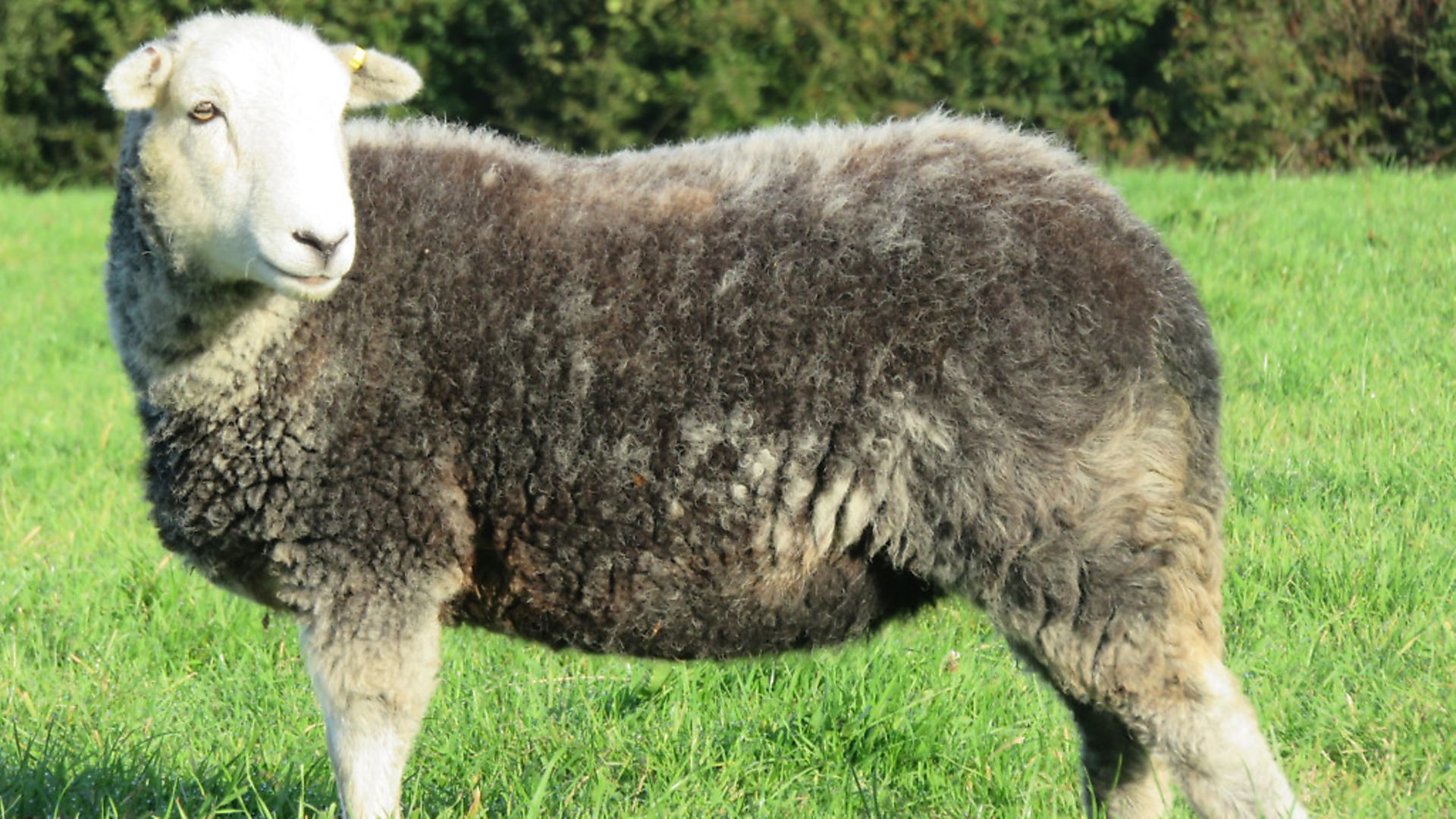 Meat from sheep: lamb, mutton and hogget - Country Smallholding