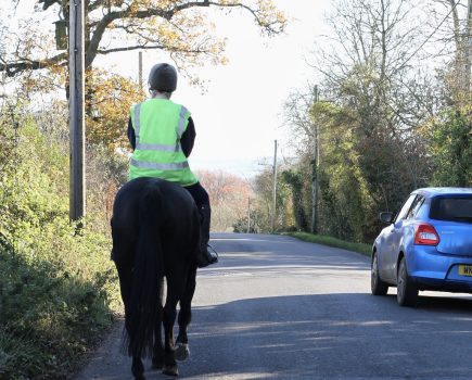 At least one horse killed each week on UK roads
