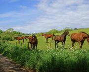 Hot weather safety advice: BHS reminds horse owners to be extra vigilant during soaring temperatures