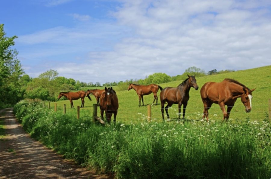 Hot weather safety advice: BHS reminds horse owners to be extra vigilant during soaring temperatures