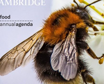 Online event – give bees a chance!