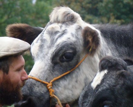 Tim’s tips: Make handling your cows easier – plus more smallholding ideas!