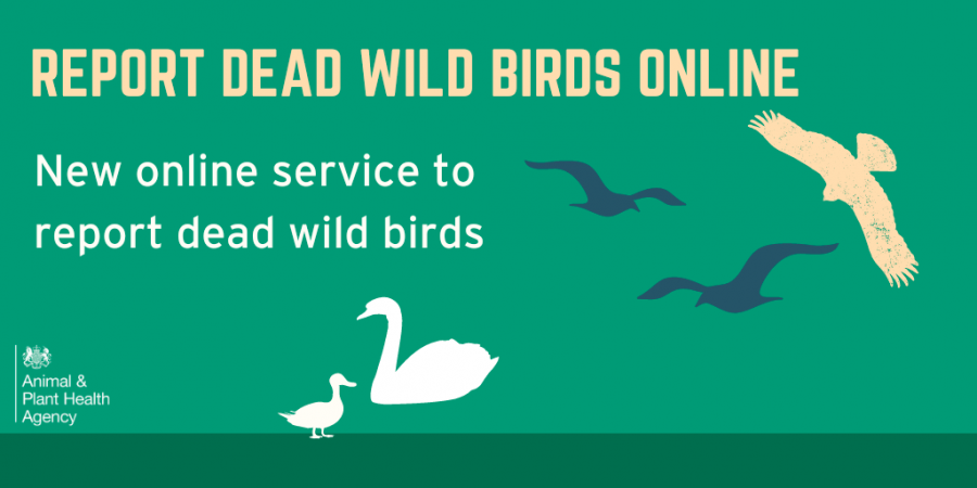 New online service to report dead wild birds