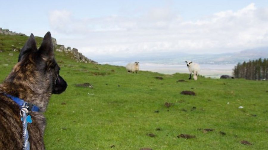 NSA and RSPCA unite to raise public awareness of sheep worrying by dogs