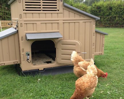 inFocus: Quality hen houses