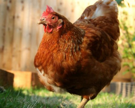 Could you give a hen like Pumpkin a happy home this Autumn?