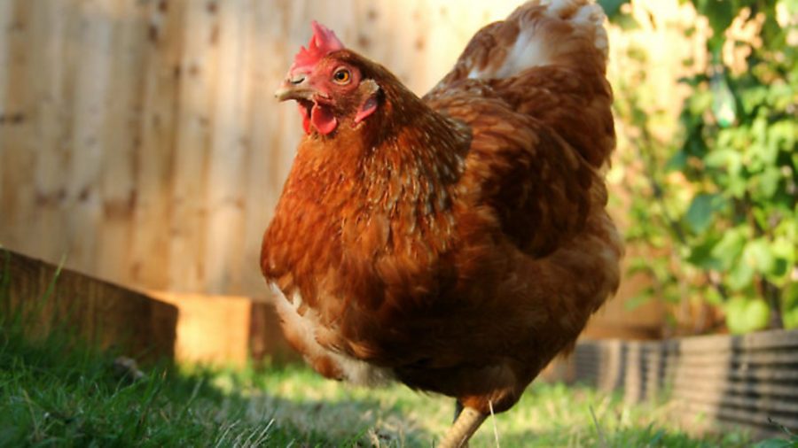 Could you give a hen like Pumpkin a happy home this Autumn?