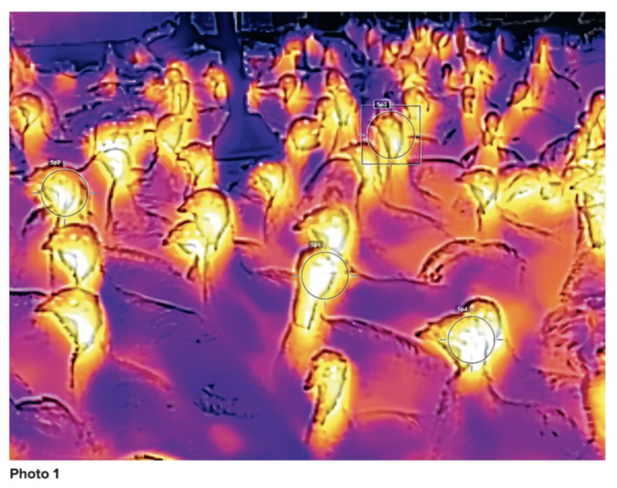 The poultry vet: how infra-red cameras can help you monitor your feathered friends – and their eggs