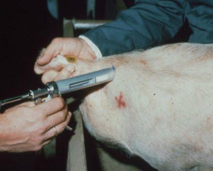 Tips on giving your pigs injections: Part 2