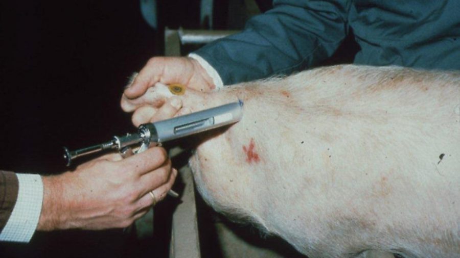 Tips on giving your pigs injections: Part 2