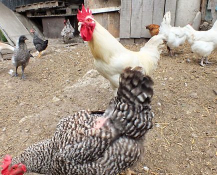 French hens: The cockerel that cheated death