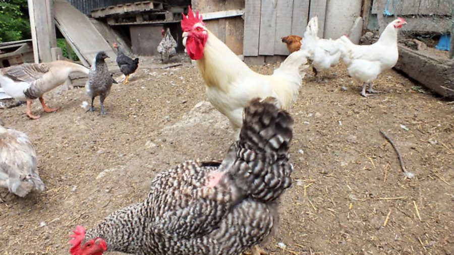 French hens: The cockerel that cheated death