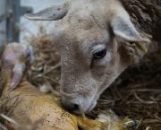 Top tips for lambing