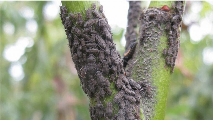 Gardeners invited to help the RHS solve the mystery of the giant willow aphid