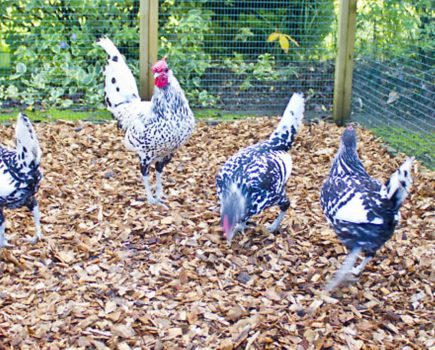 inFocus: A helping hand for hens during the winter