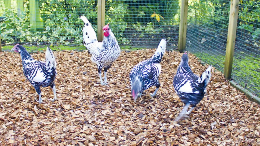 inFocus: A helping hand for hens during the winter