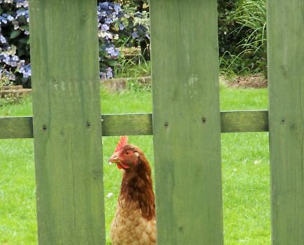 Effie’s Garden
‘Jo Barlow, from Cornwall, writes about her ex-battery hens’