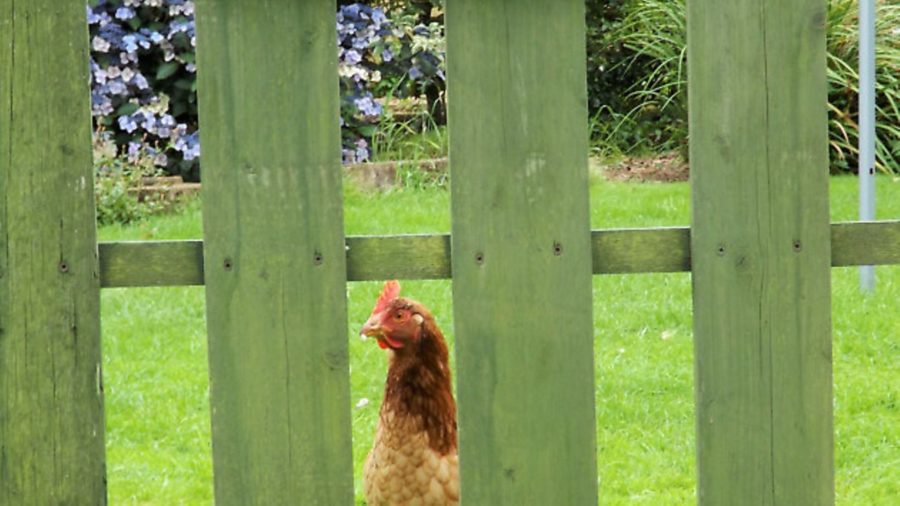 Effie’s Garden
‘Jo Barlow, from Cornwall, writes about her ex-battery hens’