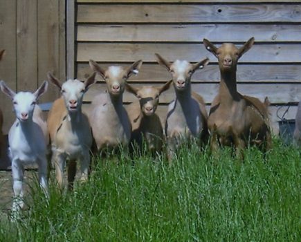 Worming goats