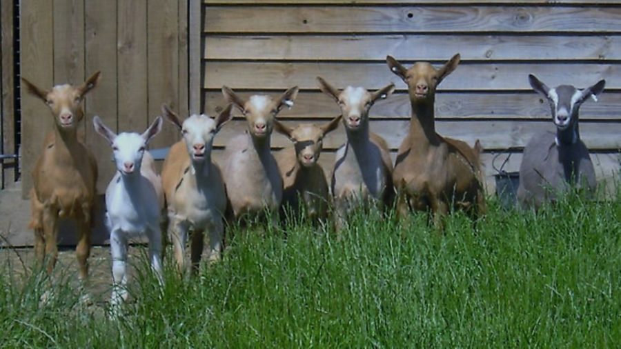 Worming goats