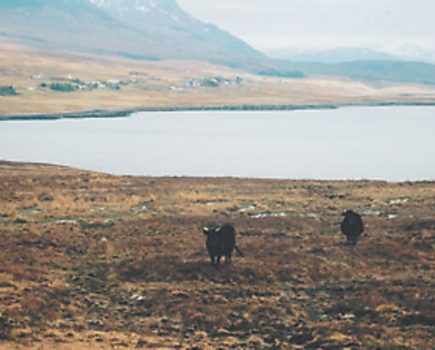 The changing face of crofting