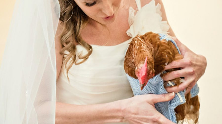 Our chicken wedding