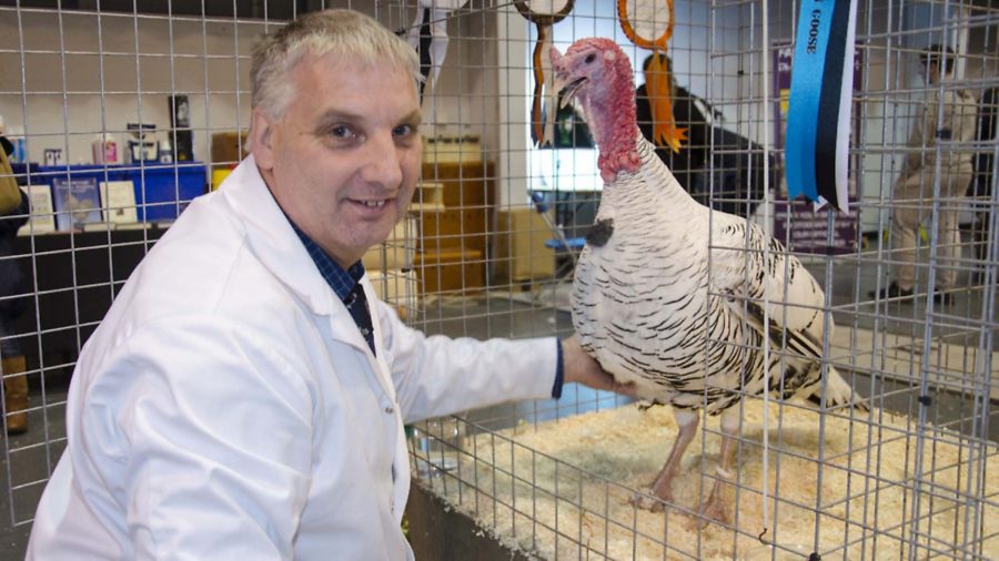 Ban on poultry shows to be lifted