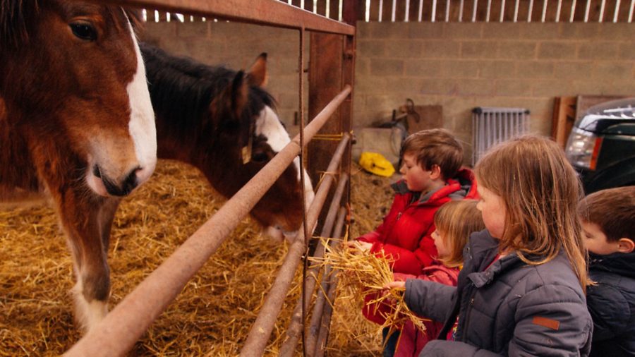 Smallholding: a good life for kids