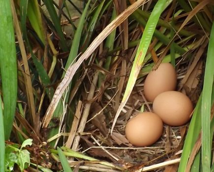 Jo Barlow: a special place for an ex-bat hen