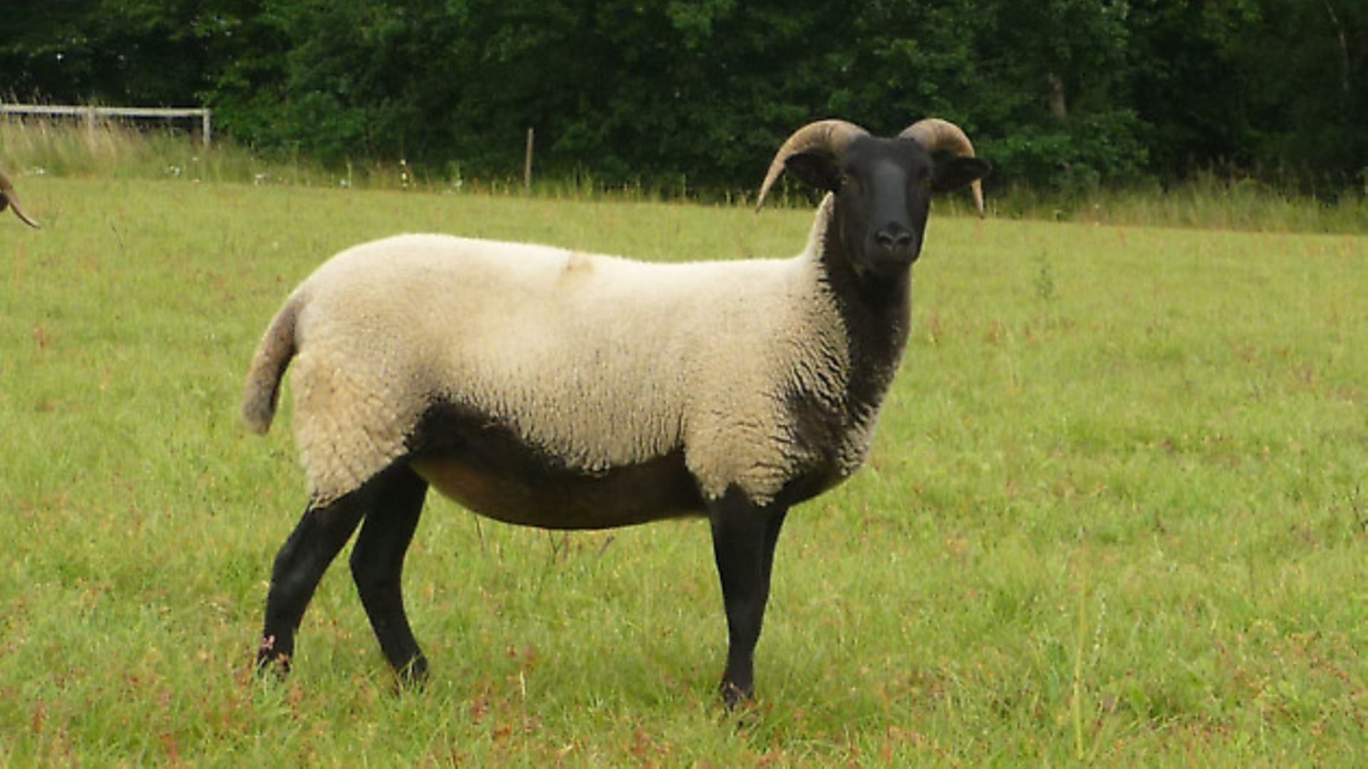 Katahdin Sheep - The Livestock Conservancy