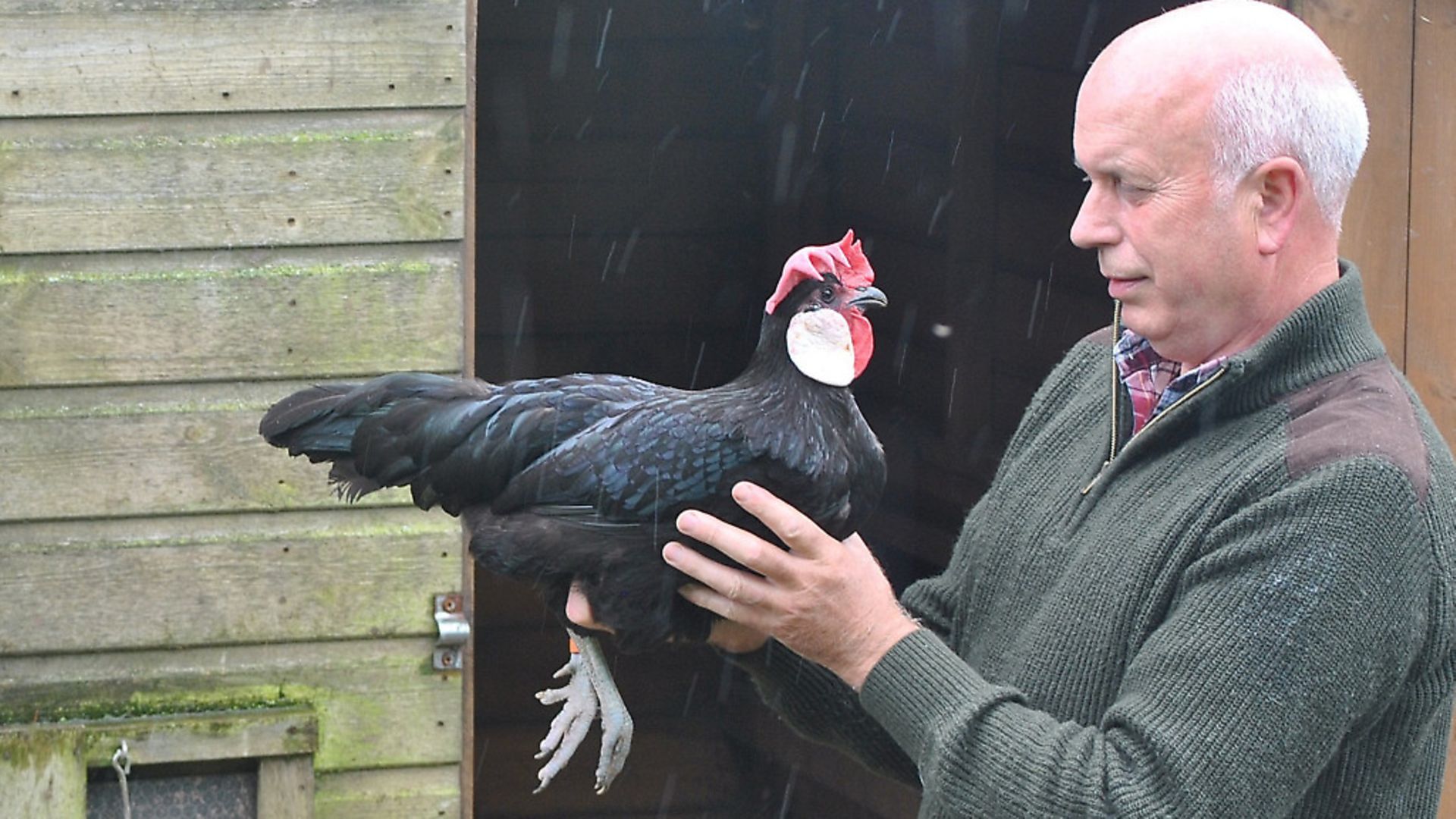 The egg-laying Minorca breed - Country Smallholding