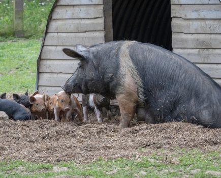 British Veterinary Association calls for ban on pig farrowing crates