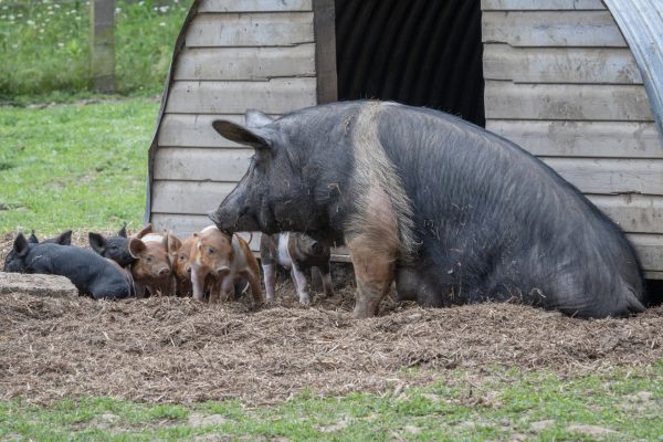 British Veterinary Association calls for ban on pig farrowing crates