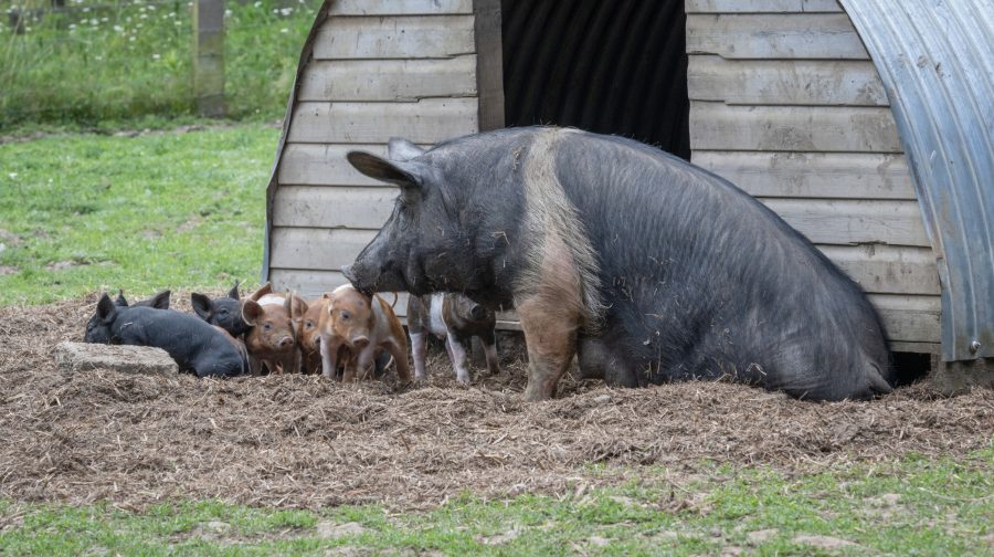 British Veterinary Association calls for ban on pig farrowing crates