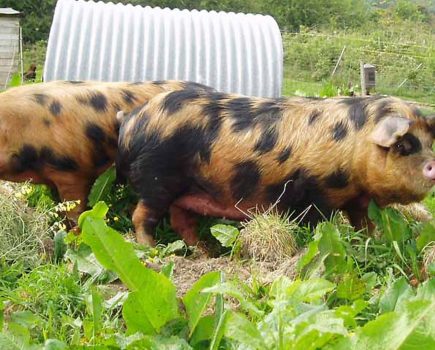 A favourite pig breed