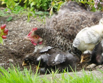 Chickens’ sense of smell