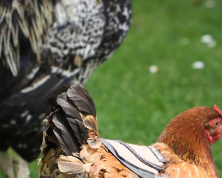 Rooster injuring his hen